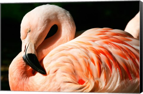 Framed Close-up of a Sleeping Flamingo Print
