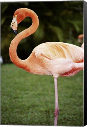 Framed American Flamingo Print