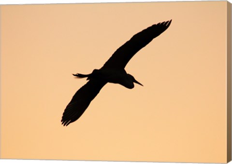 Framed Great White Egret in Flight at Twilight, Venice Rookery, Venice, Florida, USA Print