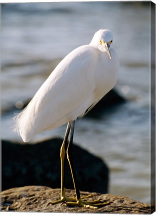 Framed Snowy Egret Standing on Rock by the Water Print