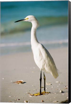 Framed Snowy Egret Print