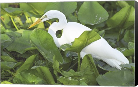 Framed High Angle View of a Great Egret Print