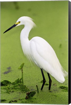 Framed Close-up of a Snowy Egret Wading in Water Print