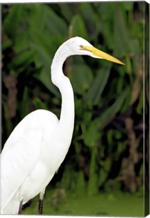 Framed Close-up of a Great Egret Print