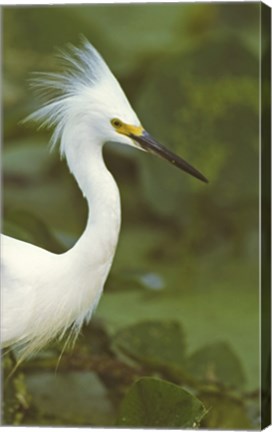 Framed Close-up of a Snowy Egret Print