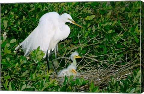 Framed Great Egrets Print