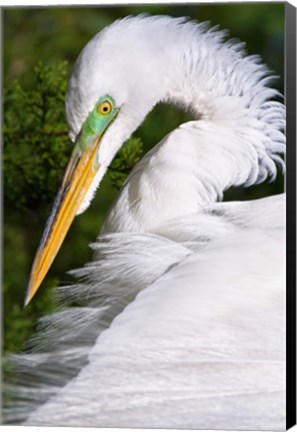 Framed Great Egret - up close Print