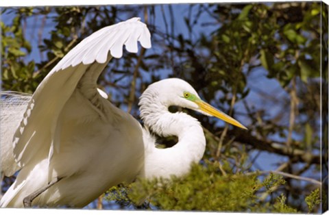 Framed Great Egret - open wings Print