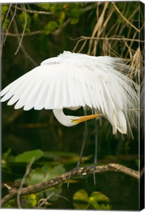 Framed Close-up of a Great White Egret Print