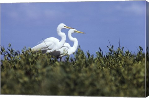 Framed Great Egret - two walking Print