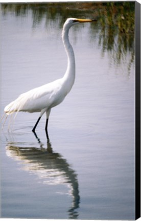 Framed Egret In River Print