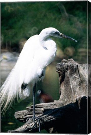 Framed Egret Print
