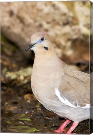 Framed Close-up of a White-Winged Dove, High Island, Texas, USA Print
