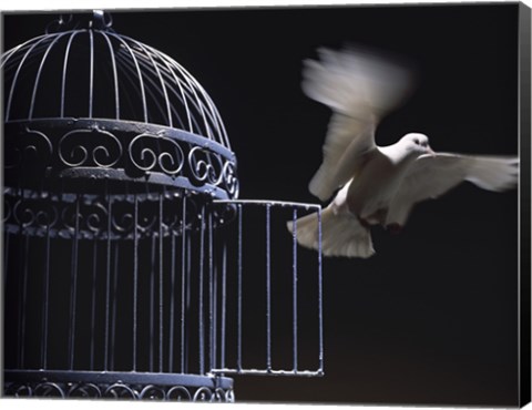 Framed White Dove escaping from a birdcage Print