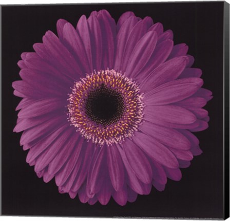 Framed Gerbera Daisy Purple Print