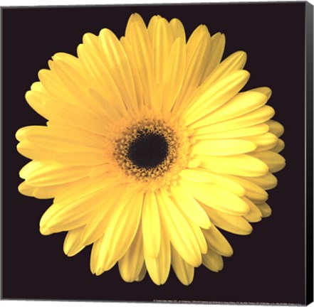 Framed Gerbera Diasy Yellow Print