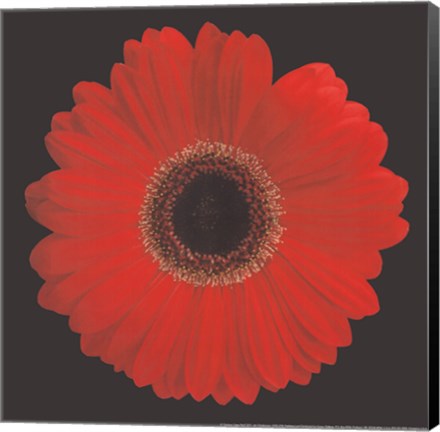 Framed Gerbera Daisy Red Print