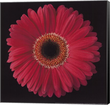 Framed Gerbera Daisy Pink Print