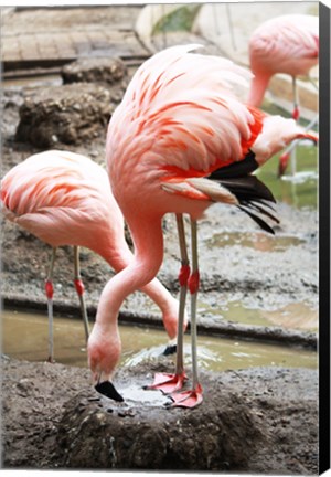 Framed Flamingo in Stassbourg Print