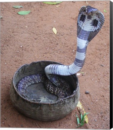 Framed Indian Cobra Print