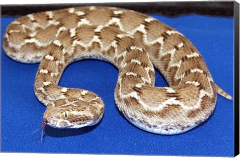 Framed Saw Scaled Viper Print