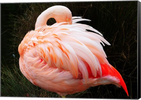 Framed Sleeping Flamingo Print