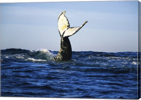 Framed Humpback Whale Tail Above Ocean Waves Print