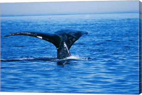 Framed Right Whale in the sea, Bay of Fundy, Canada Print