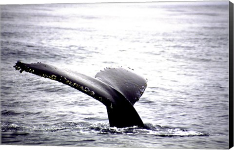 Framed Humpback Whale Black and White Tail Print