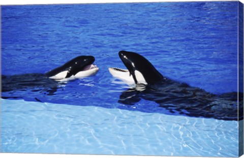 Framed Killer Whales Sea World San Diego California USA Print