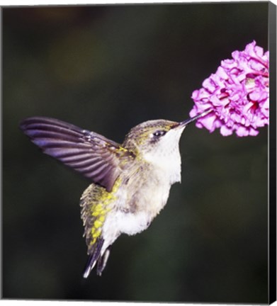 Framed Hummingbird Print