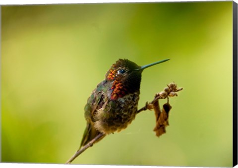 Framed Close-up of a Hummingbird perching on a branch Print