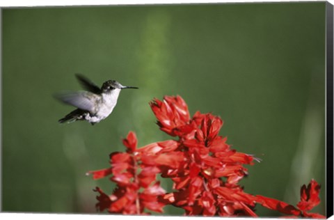 Framed Ruby-Throated Hummingbird Print