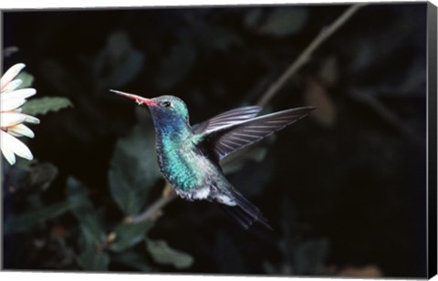 Framed Broad Billed Hummingbird Print