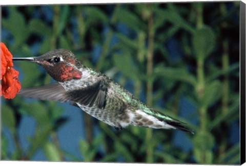 Framed Anna&#39;s hummingbird pollinating a flower Print