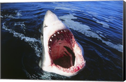 Framed Great White Shark with its mouth open Print