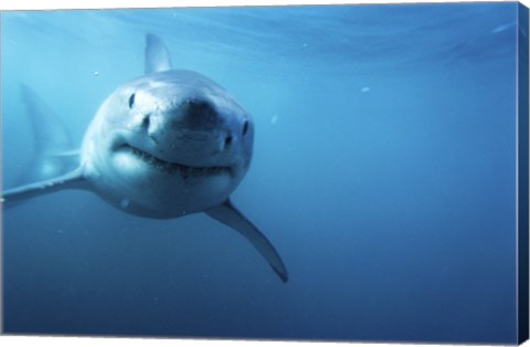 Framed Great White Shark Swimming Print