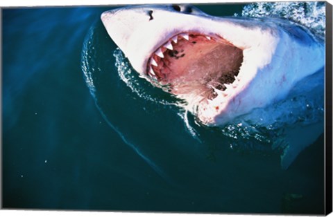 Framed Great White Shark Biting Print