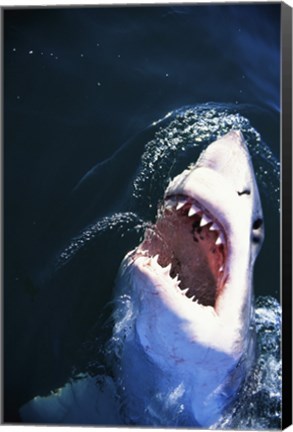 Framed Great White Shark with its mouth open Print