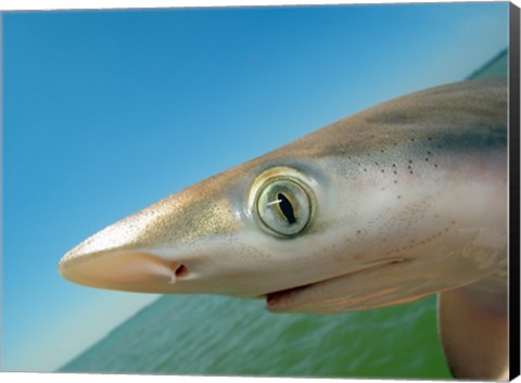 Framed Close-up of an Atlantic Sharpnose Shark, Gulf Of Mexico, Florida, USA Print