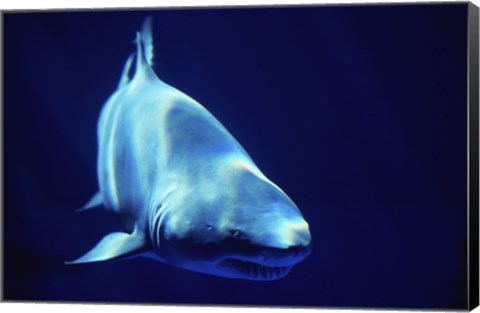 Framed Shark Great White Print