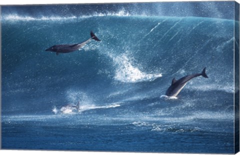 Framed Dolphins Catching A Wave Print