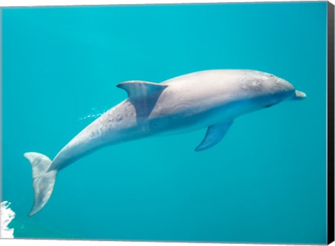 Framed Side profile of a dolphin underwater Print