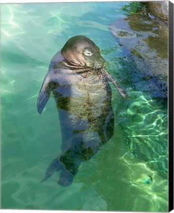 Framed Hawaiian Monk Seal Print