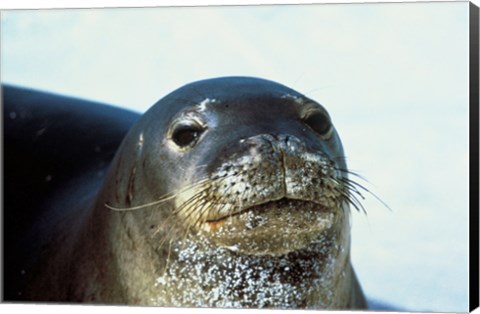 Framed Monk Seal Print