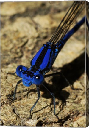 Framed Springwater Dragonfly Print