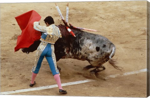 Framed Matador fighting a bull, Plaza de Toros, Ronda, Spain Print