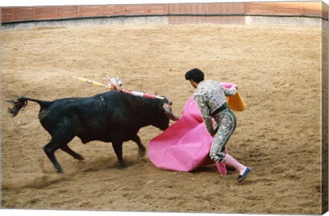 Framed Matador fighting a bull, Plaza de Toros, Ronda, Spain Print