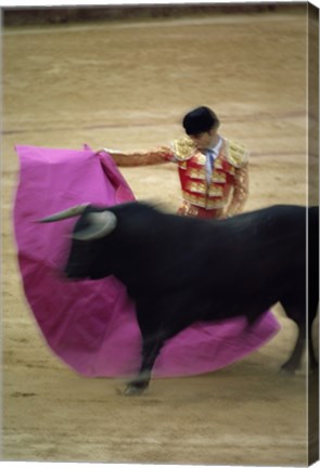 Framed matador and a bull at a Bullfight, Spain Print