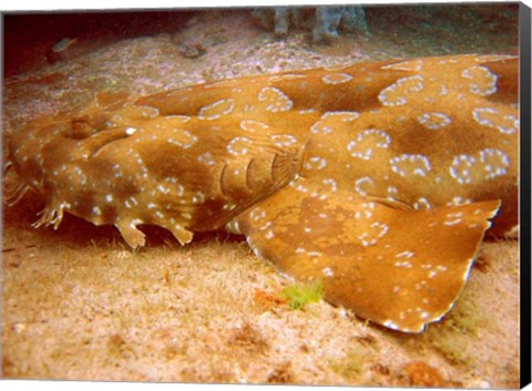 Framed Wobbegong Shark Print